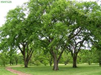 Elm, American----Seed Source LON