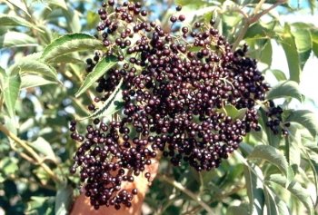 Elderberry----Seed Source LON