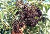 Elderberry----Seed Source LON