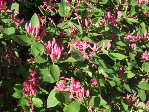 Arnolds Red Honeysuckle