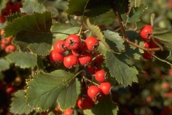 Hawthorn, Arnold ----Seed Source LON