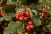 Hawthorn, Arnold ----Seed Source LON