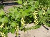 Currant, Black----Seed Source LON