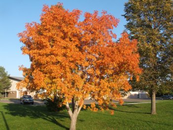 Buckeye, Ohio-----Seed Source LON