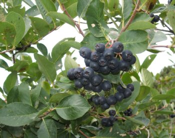 Chokeberry, Black---Seed Source LON