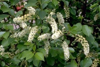 Chokecherry, Common---Seed Source LON