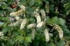 Chokecherry, Common---Seed Source LON