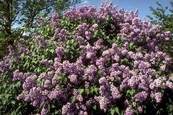 Lilac, Common-------Seed Source LON