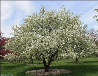 Crabapple, Dolgo---Seed Source LON