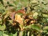 Hazelnut, American----Seed Source LON
