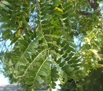 Honeylocust, Thornless----Seed Source LON