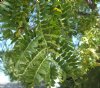 Honeylocust, Thornless----Seed Source LON