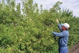 Plum, Prairie Red----Seed Source LON