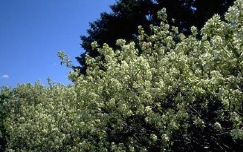 Juneberry Serviceberry--Seed Source LON