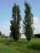 Poplar, Lombardy-----Stick Source LON