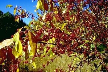 Crabapple, Siberian----Seed Source LON