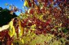 Crabapple, Siberian----Seed Source LON