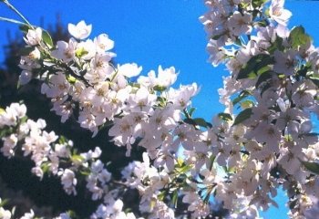 Crabapple, Midwest----Seed Source LON