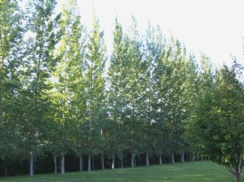 Poplar, Prairie Sky---Stick Source Lon