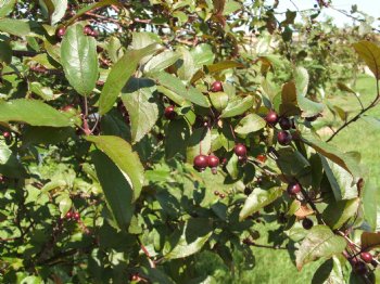 Crabapple, Red Splendor----Seed Source LON