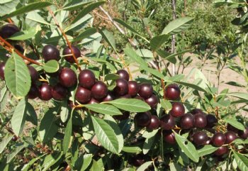 Sandcherry, Western----Seed Source LON