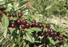 Sandcherry, Western----Seed Source LON