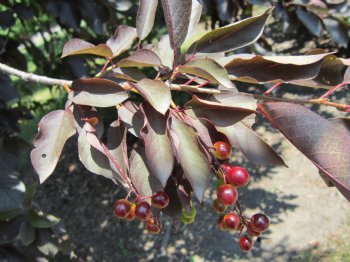 Chokecherry, Schubert----Seed Source LON