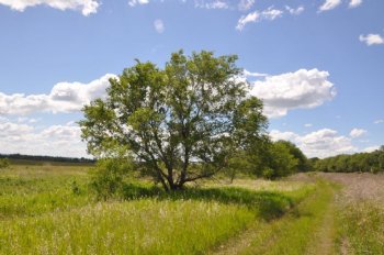 Elm, Siberian----Seed Source LON