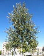 Cottonwood, Silver White Poplar--Stick Source LON