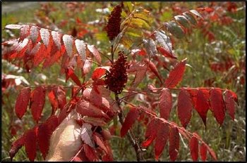 Sumac, Smooth--------Seed Source LON