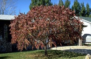 Sumac, Staghorn---------Seed Source LON