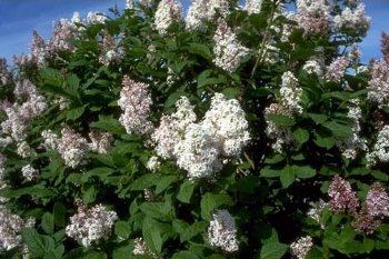Lilac, Villosa or Late-----Seed Source Other