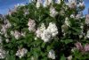 Lilac, Villosa or Late----Seed Source LON